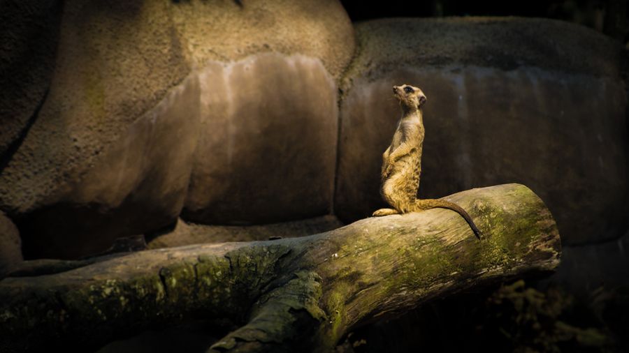 Meerkat