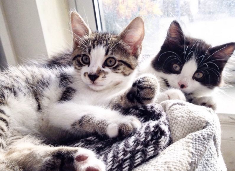 Uber will deliver you a kitten to play with for $30 on October 29