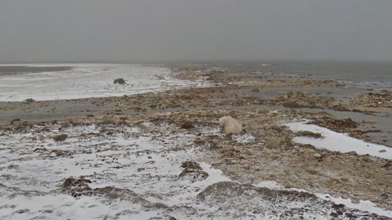 Sad polar bear