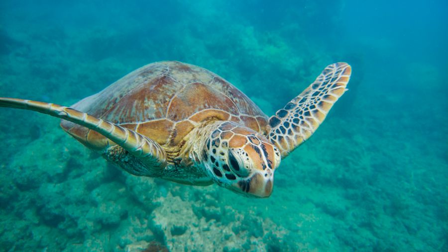 underwater-smartphone-photography-tips