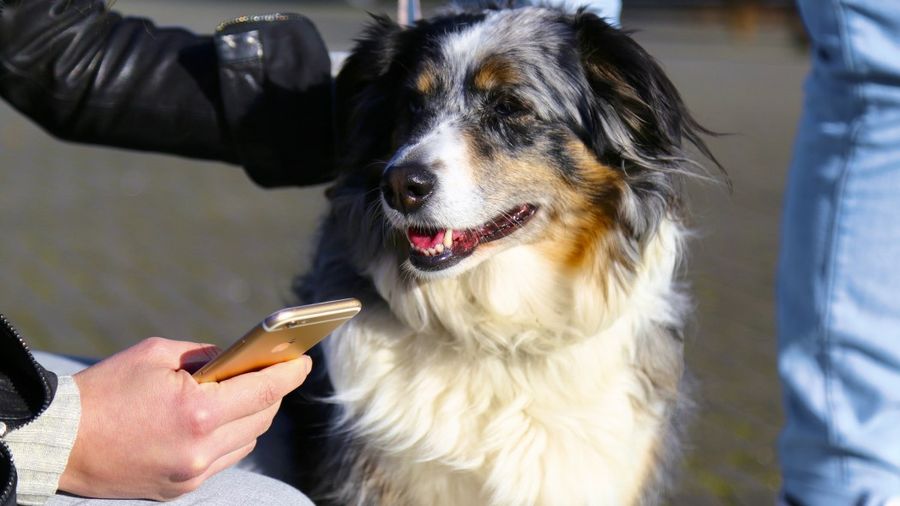phonedog