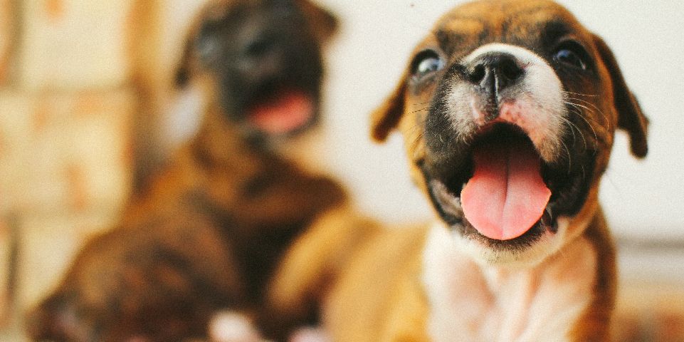 Uber brings puppies to Toronto, Edmonton and Ottawa