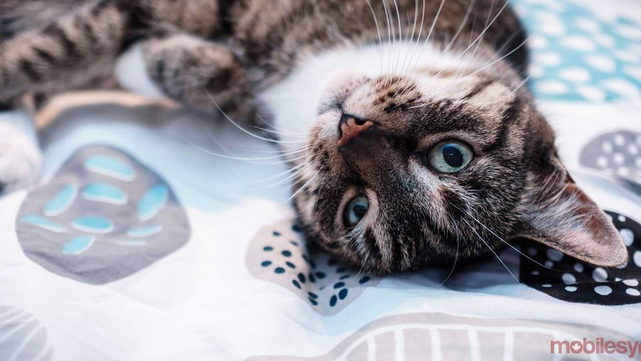 meow