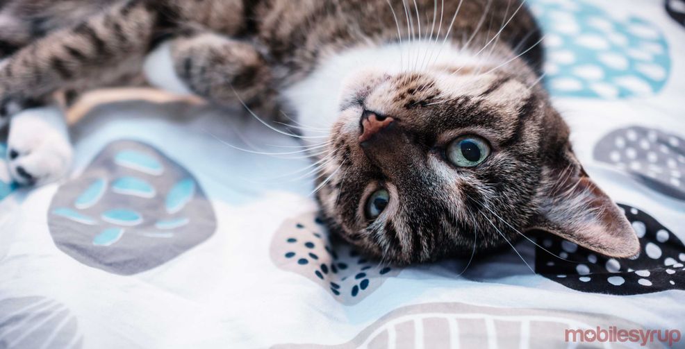 meow