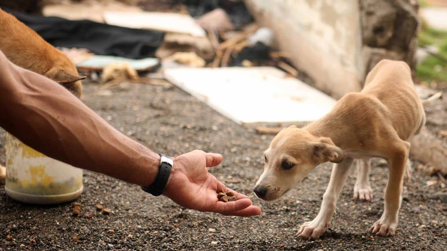 hand offering animal food