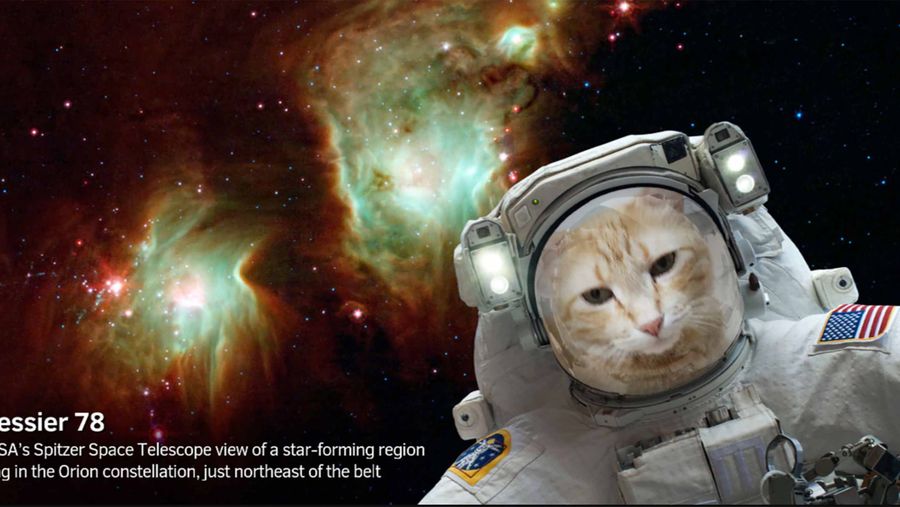 NASA catstronaut