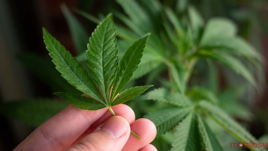 Weed