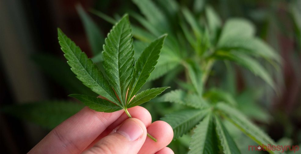 Weed