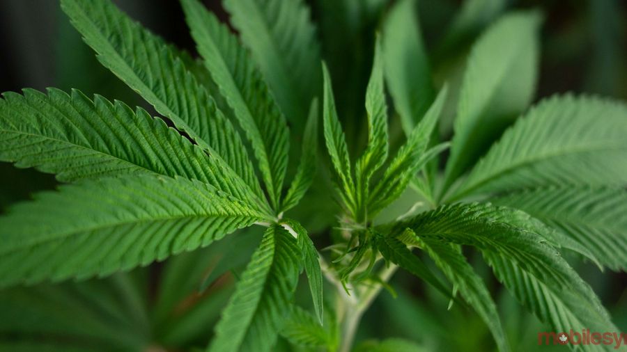weed