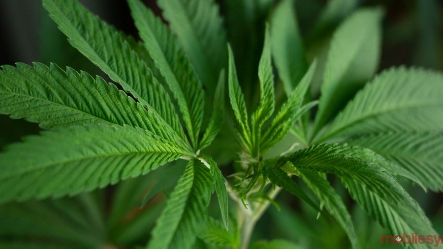 weed