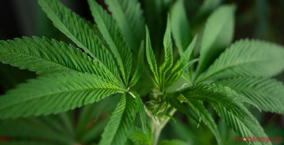 weed