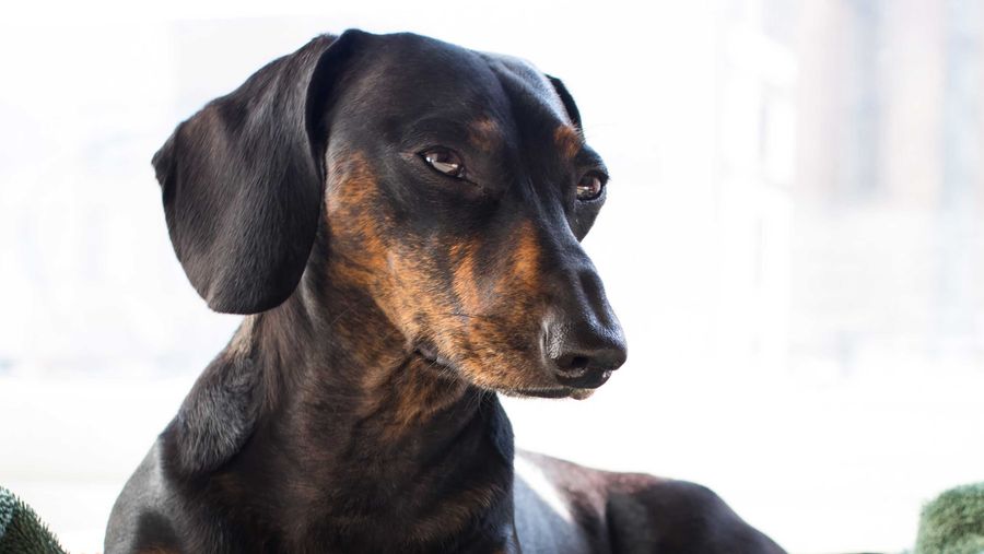 Dachshund