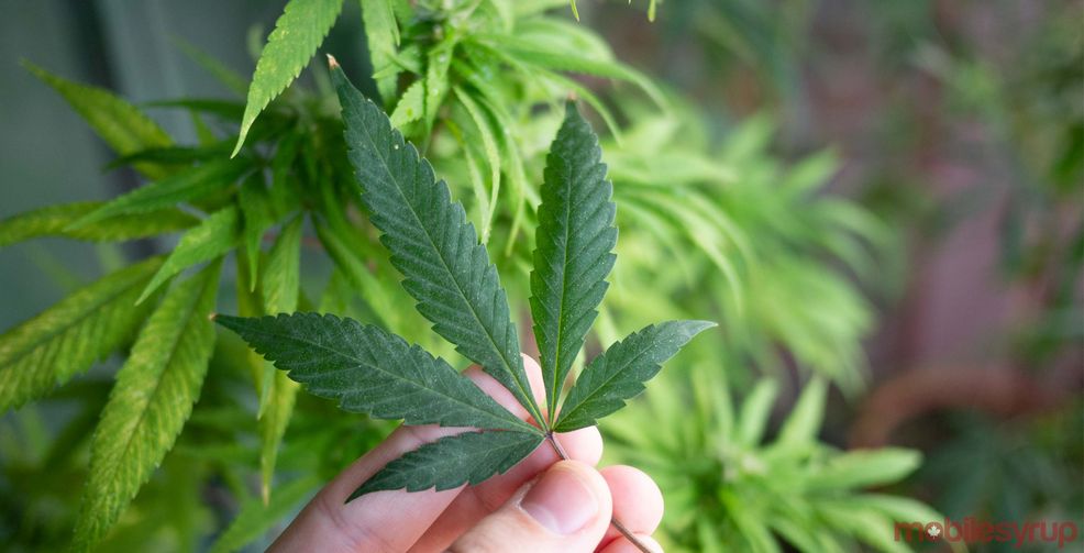 OCS has processed over 150,000 legal cannabis orders, apologizes for shipping delays