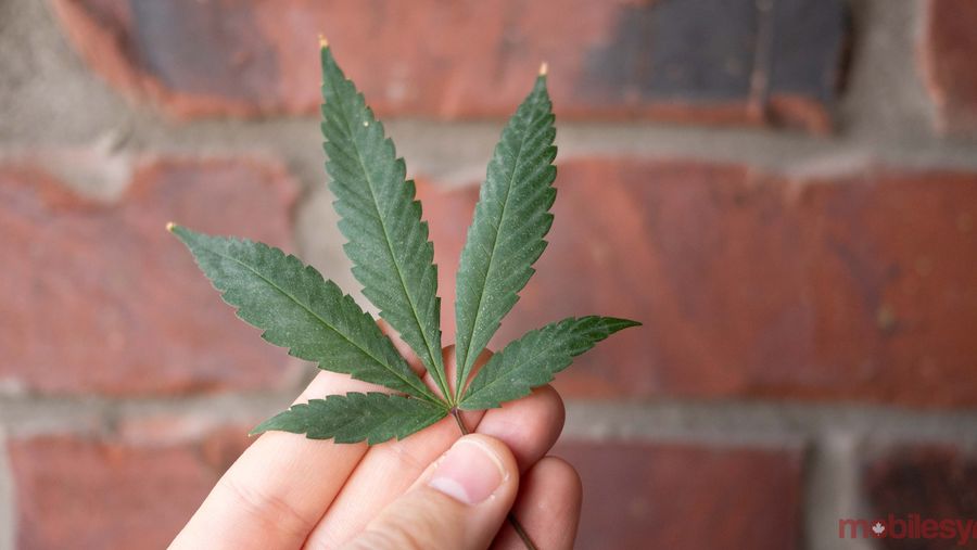 cannabis