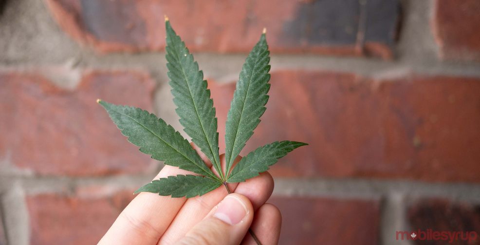 cannabis