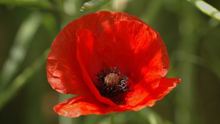 poppy