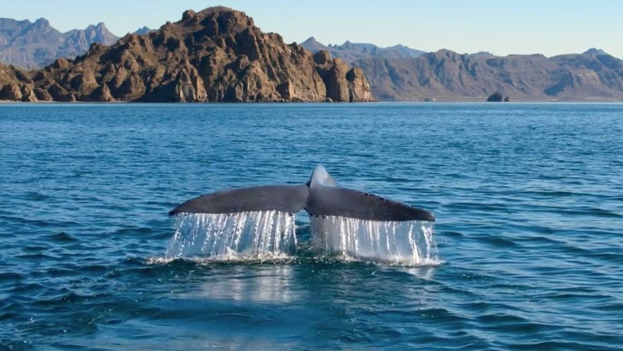 blue whale