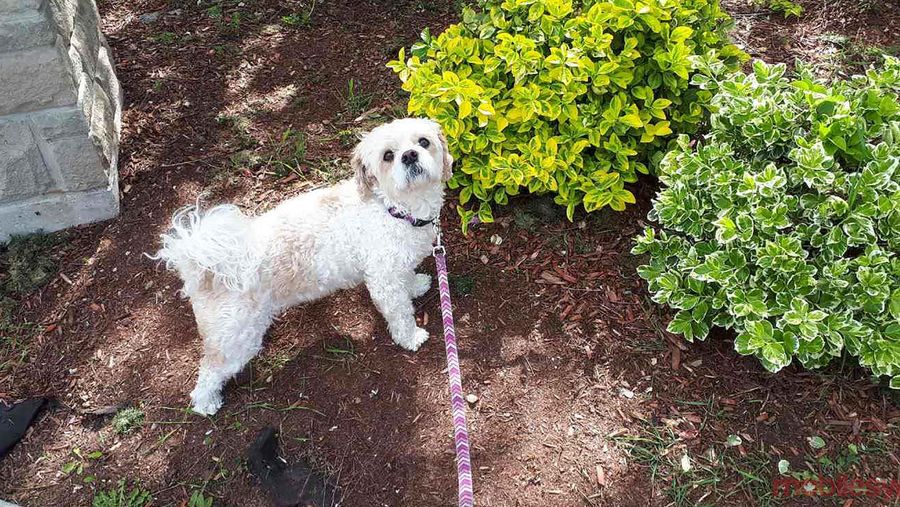 Cavachon on leash