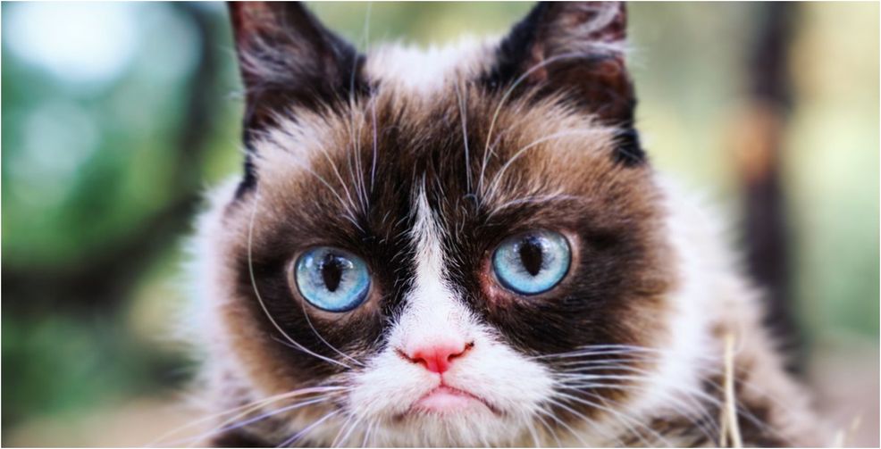 Grumpy Cat, internet meme icon, celebrity and legend has died
