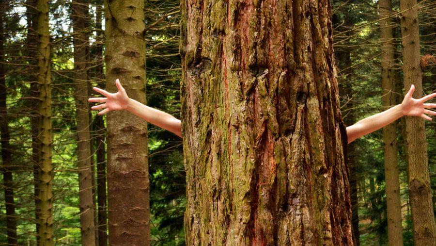 tree hugger