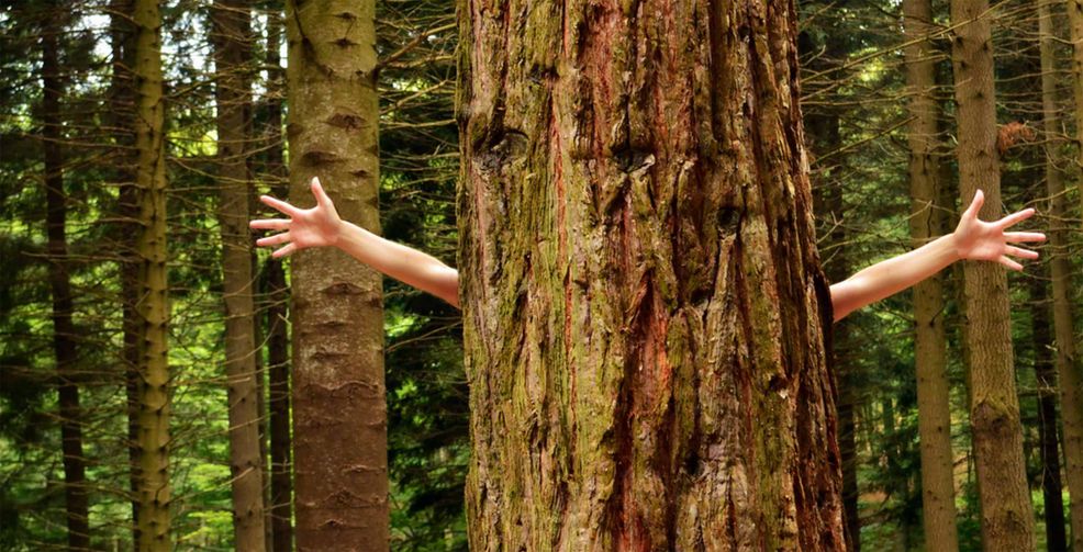 tree hugger