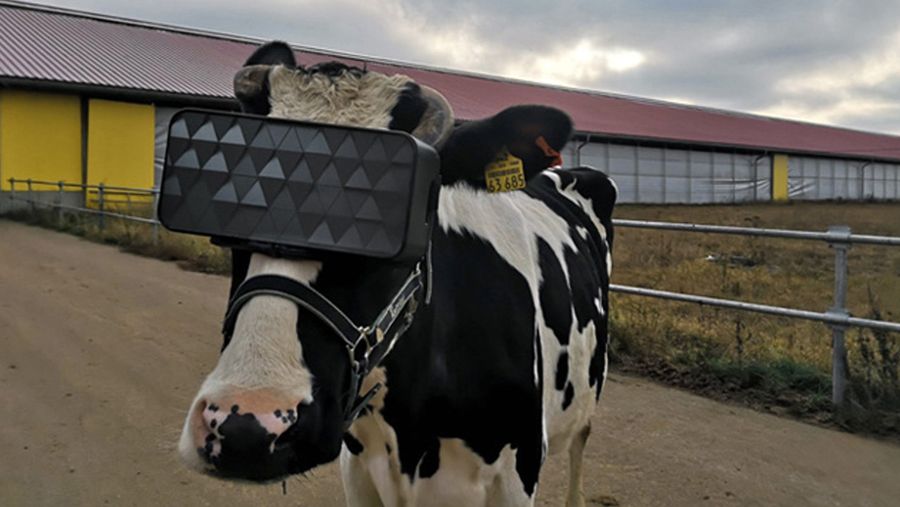 Cow VR headset