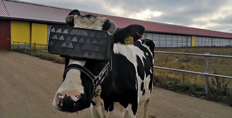 Cow VR headset
