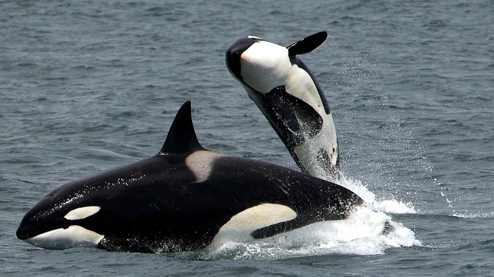 Google’s AI is tracking orcas off the coast of Vancouver