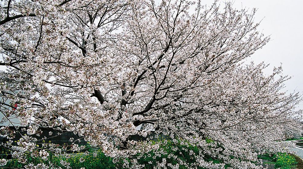 #BloomAtHome by Rogers takes you to Toronto’s High Park virtually