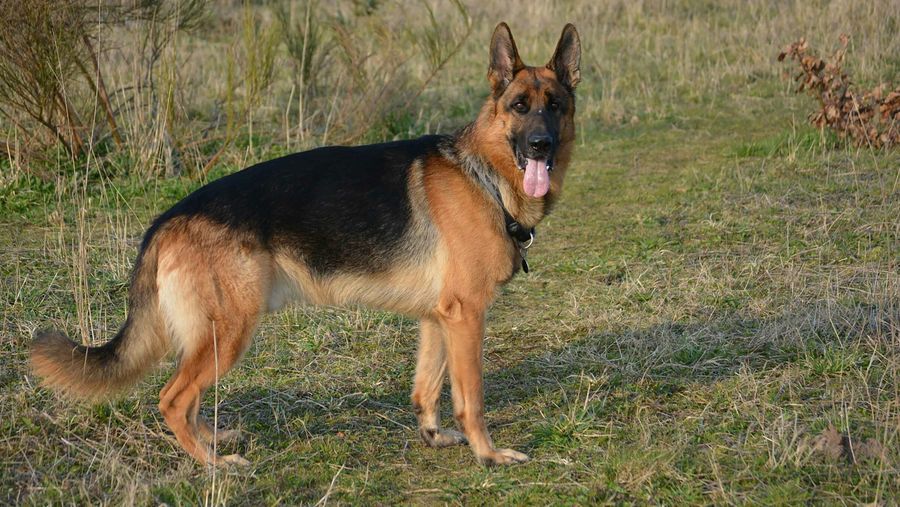 German Shepherd