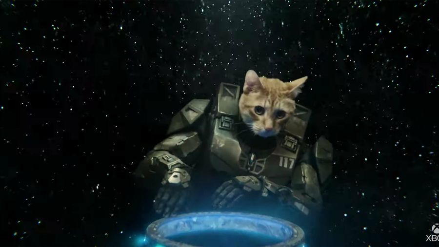 Master Chief cat