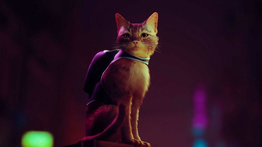 Stray game cat