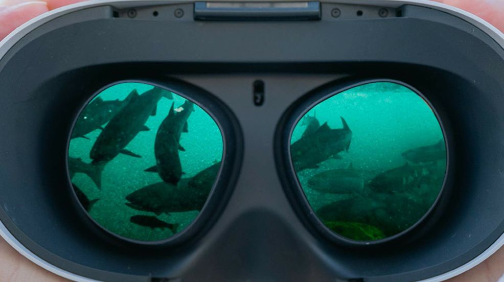 Vancouver’s Uninterrupted lets you swim with the fishes in VR