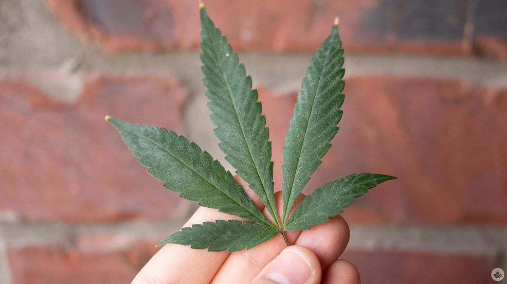 Ontario will permanently allow privately-owned cannabis shops to offer delivery, pickup options