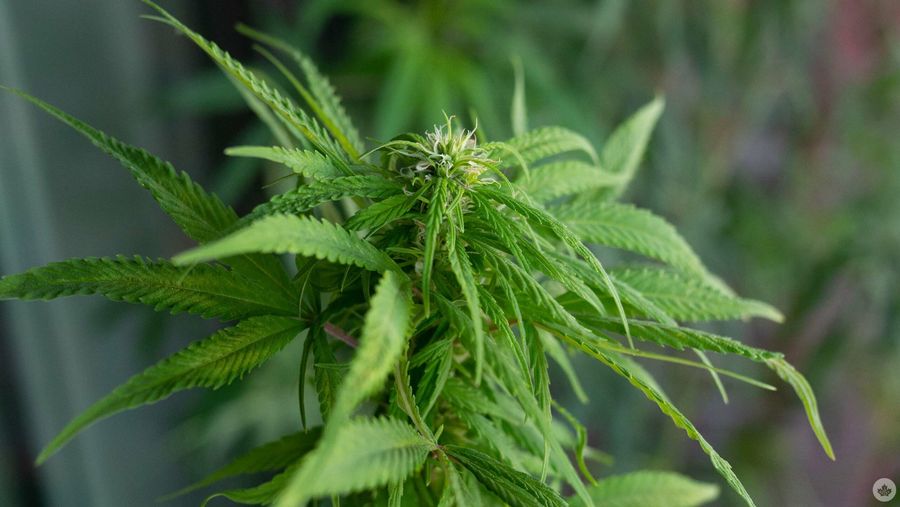 Cannabis plant flowering