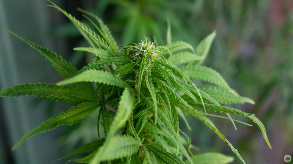 A new way to smoke: Uber Eats now offers cannabis product pickup