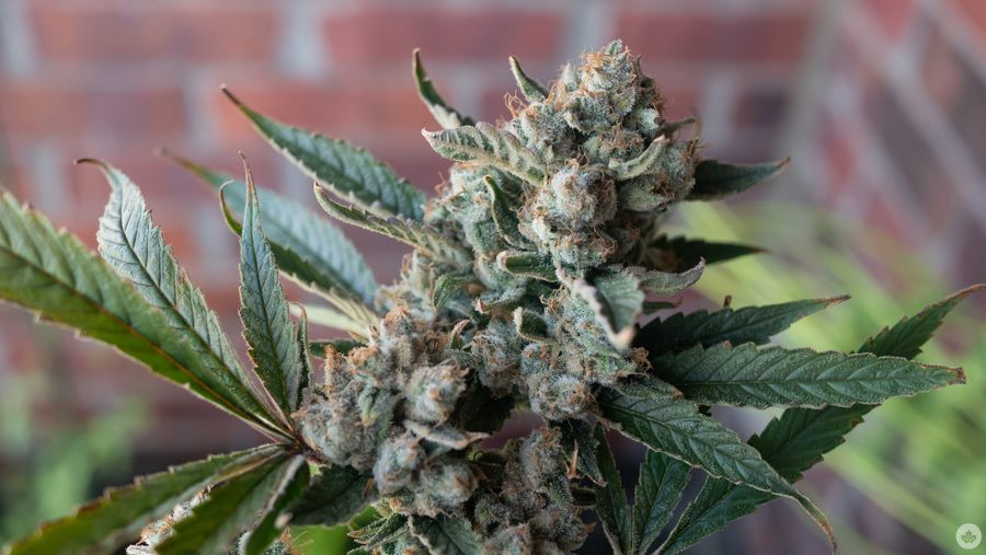 Weed